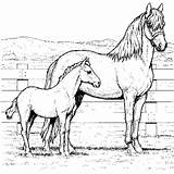 Coloring Pages Kids Horse Horses Printable sketch template