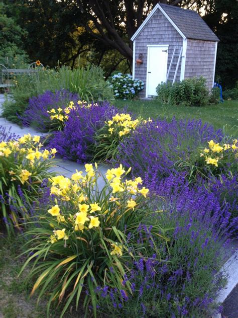 Get 10 Lavender Garden Ideas Pictures Garden Decor Images
