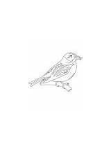Crossbill Coloring Scottish Parrot sketch template