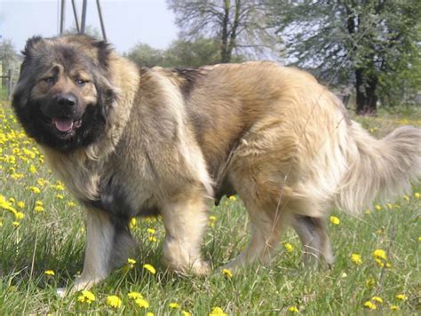 caucasian shepherd dog  big dog breeds
