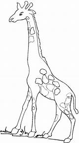 Giraffe Coloring Pages Printable Walking sketch template