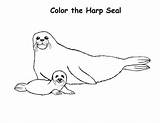 Seal Coloring Harp Baby Mother His Pages Seals Arctic Animals Getdrawings Drawing Choose Board Search sketch template