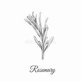Rosemary Rosmarino Rosmarini Schizzo Rozemarijn Romarin Croquis Rosmarinus Officinalis sketch template