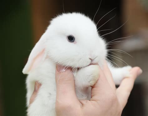 bunny rabbit   stolen  pet shop  saved  overheating car   louth  irish sun