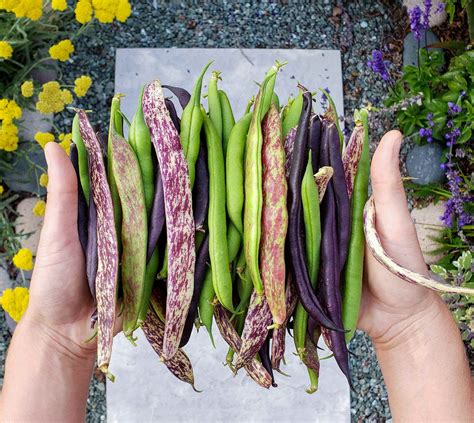 grow bushels  beans  seed bush beans pole beans