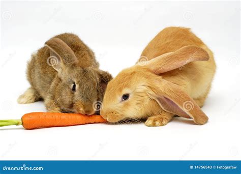 eating rabbit stock  image