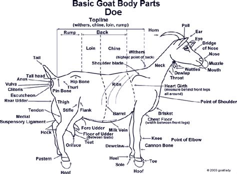 goat linkcom  goats body