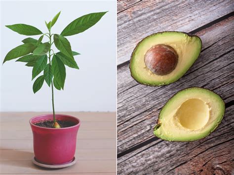 How To Grow An Avocado Tree At Home In 2020 Grow Avocado Avocado