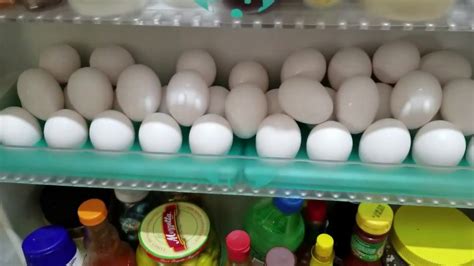 Como Desinfectar Los Huevos Antes De Incubar