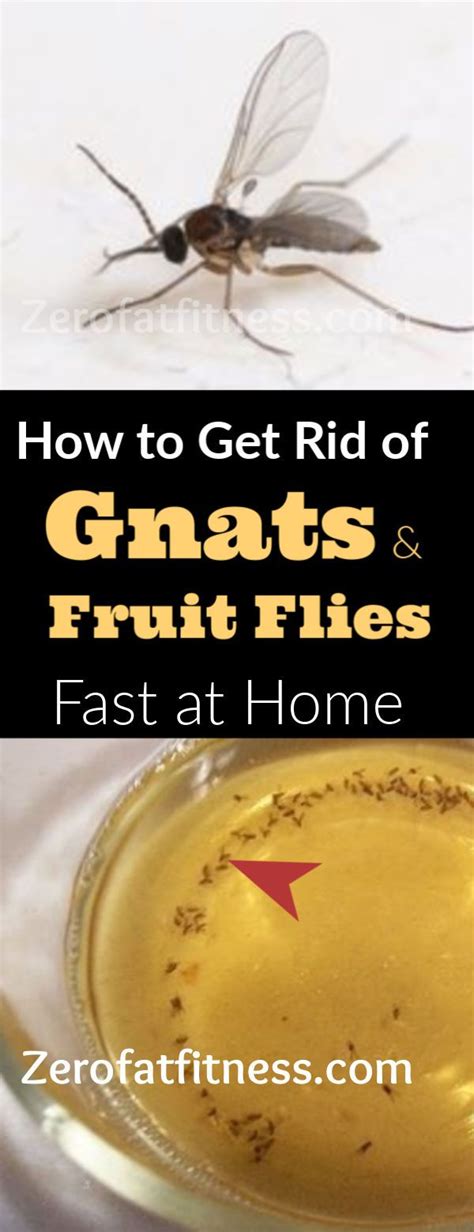 rid  gnats  fruit flies  home remedies fruit fly