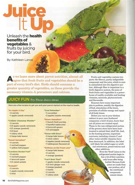 organic parrot food  gmo parrot food images  pinterest parrots bird food