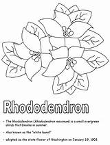 Rhododendron Mountaineer Wv sketch template