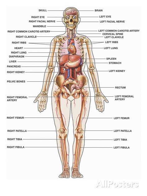 anatomy   human body system growablegreetingscom pinterest