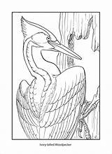 Woodpecker Ivory Billed Coloring Kids Pages Coloringbay sketch template