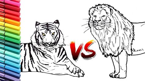 draw lion  tiger wild animals color pages  kids learning