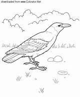 Crow Animals Coloring sketch template
