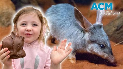 Easter Bilbies Moves To Protect The Aussie Easter Bunny Youtube