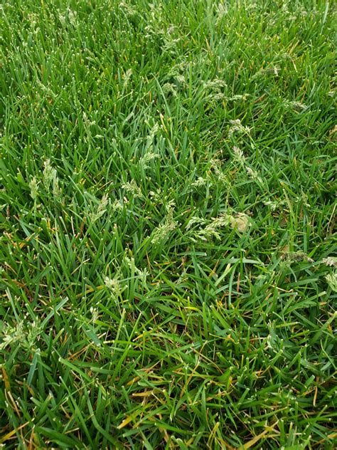 poa annua lawncare