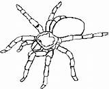 Spider Coloring Template Pages Tarantula Printable Templates Colouring Color Trapdoor Animal Halloween Kids Spiderman Drawing Craft Print Getcolorings sketch template