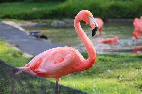 warum sind flamingos rosa einfach erklaert