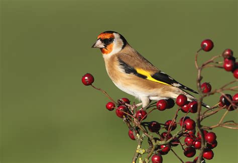 animal goldfinch hd wallpaper