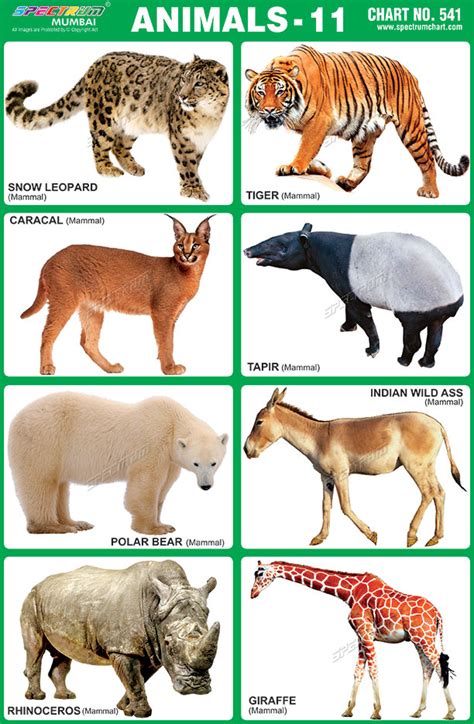 wild animals chart  kids