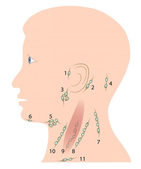 connection  thyroid cancer   lymph nodes