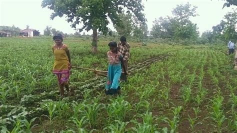 No Money To Buy Ox Mp Farmer’s Minor Daughters Pull Plough India