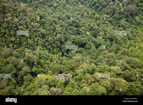 aerial view  secondary forest canopy malaysia stock photo alamy