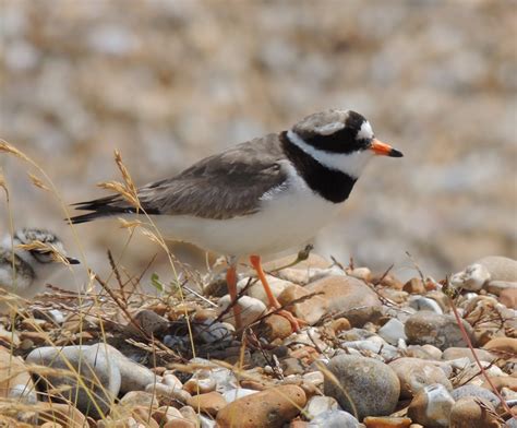 plovers blog ringed plovers