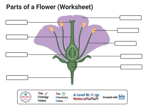 monocot  dicot flower definition structure  differences examples