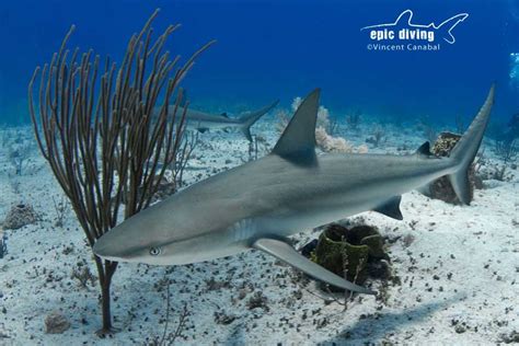 caribbean reef shark epic diving