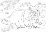 Americane Marmotte sketch template