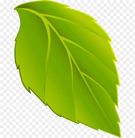 hd png hojas en png dibujo de hoja verde png