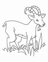 Goat Grass Eating Coloring Pages Hungry Color Grow Well So Colorluna sketch template