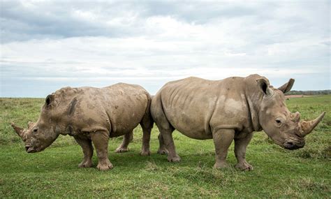 facing   crisis    lost  white rhino