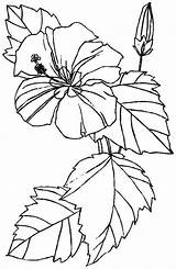 Hibiscus Bestcoloringpagesforkids Artigo sketch template