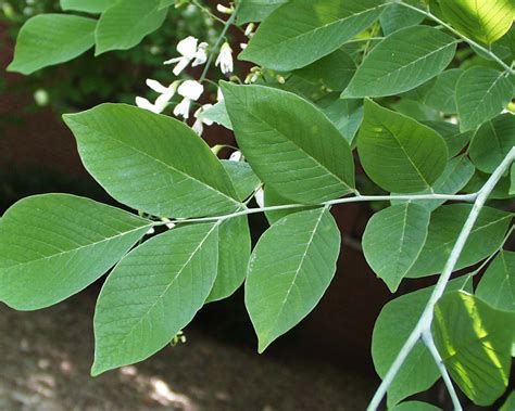 yellowwood tree pictures  facts  yellowwood trees