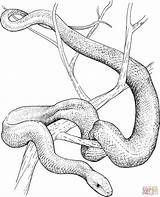 Mamba Snakes Eastern Rattlesnake Schlange Diamondback Sketch Zeichnung Supercoloring Moccasins Moccasin Designlooter Howtodrawa sketch template