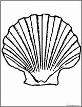 Clam Scallop Seashell Shells Preschoolers Coloringbay sketch template