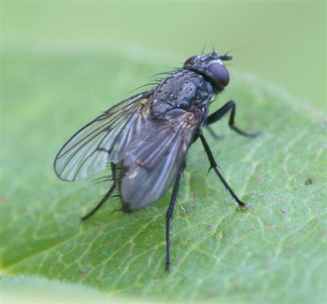 fileblack fly isojaervijpg wikimedia commons