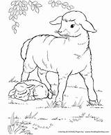 Coloring Sheep Farm Pages Animal Mother Lamb Animals Little Her Honkingdonkey Colouring Print sketch template