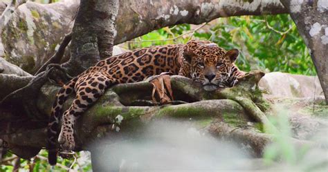 jaguar expedition auf der uakari lodge bei tefe aventura  brasil