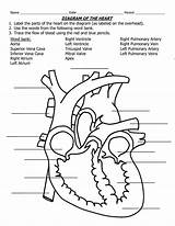 Heart Diagram Unlabeled Blank Library Clipart Label sketch template