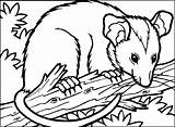 Opossum Possum Dyretegninger Dyr Tegninger Fargelegge Fargeleggingsark Tegneark Coloriages Stachelschwein Figurer Enfants Imprimé sketch template