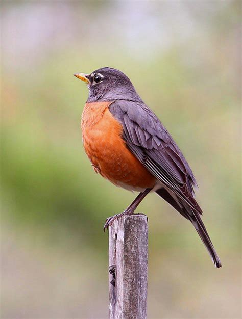 robin wisconsins state bird  photo  flickriver