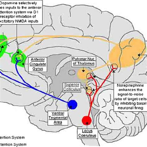 this schematic illustrates the neuroanatomy of the mesolimbic system