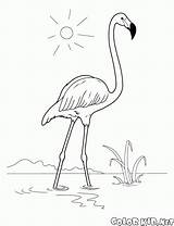 Flamingo Coloring Colorkid sketch template