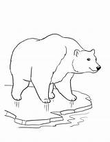 Coloring Polar Bear Pages Print sketch template