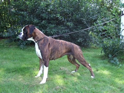 boxer dog breed information pictures